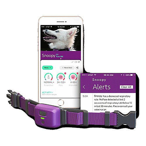 Pet Care, Pet Health, Pet Pace, Wearables, Wearables for Pets, IoT, Internet of Things, Connected Devices, Dogs, Cat, Alerts, Digital Collar, Digital Gadgetry, Digital Pivot, Technology, Technology News, Tech News, Veterinarian,Monitoring, Mobile App,Pets,