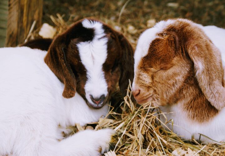 Goats, Animal Bedding, anti-pest, anti-mold, anti-bacterial, industrial hemp industry,