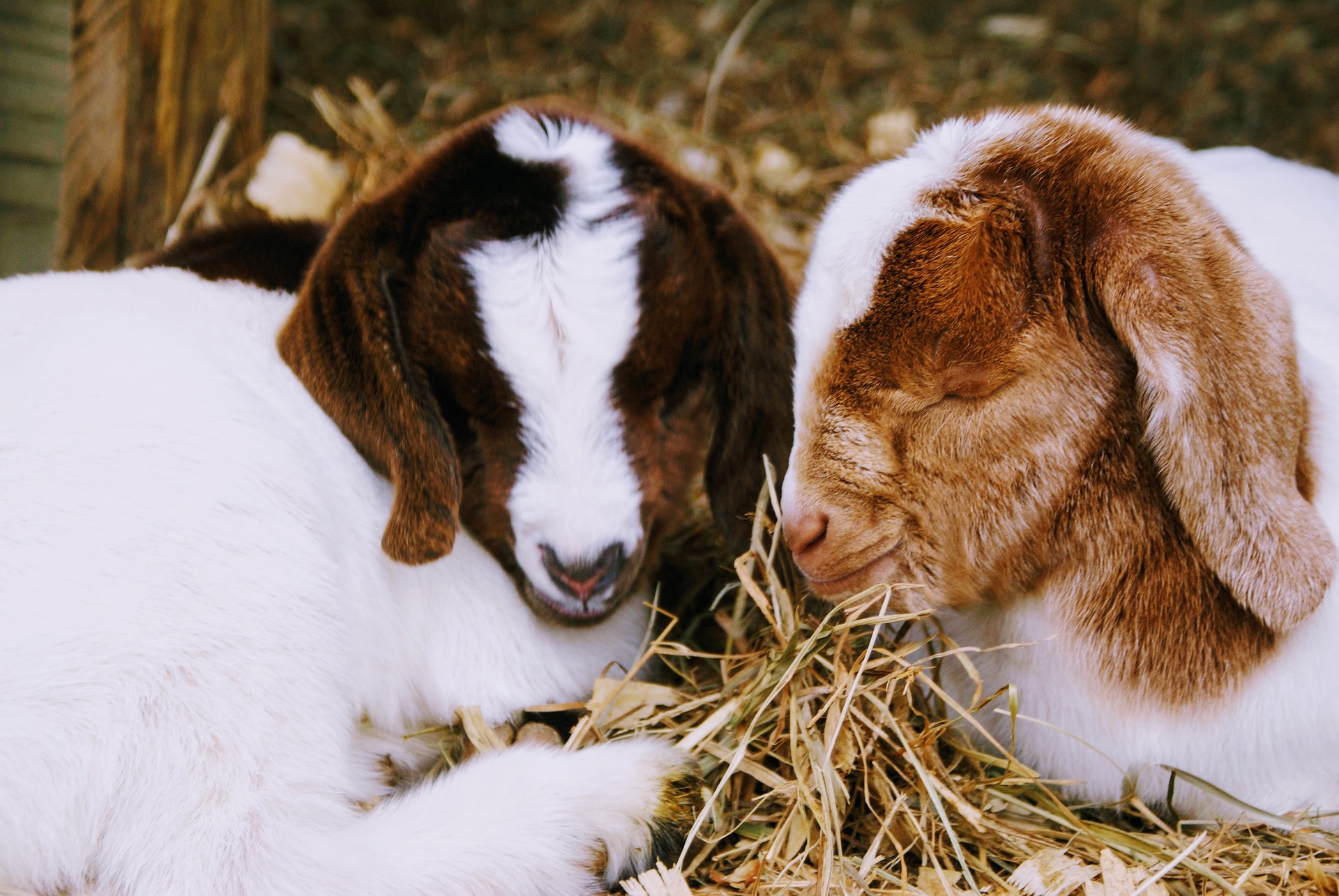 Goats, Animal Bedding, anti-pest, anti-mold, anti-bacterial, industrial hemp industry,